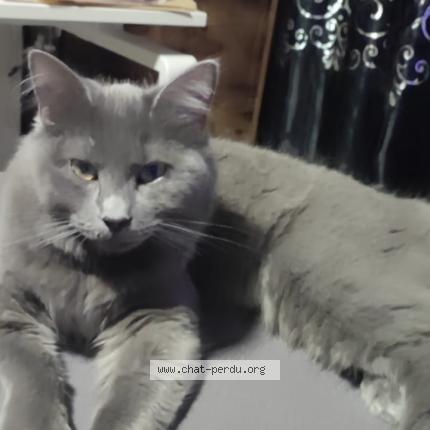 Photo 1/1 Ina Chat lost in Vaujours