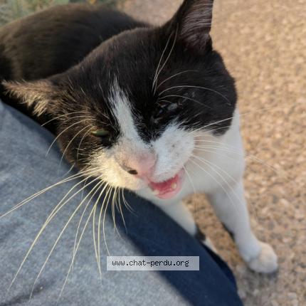 Photo 1/1 Found cat Found in Saint jean de vedas