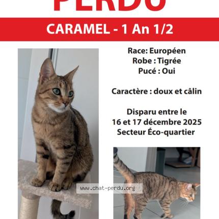Photo 1/1 Caramel Chat lost in Savigne l eveque