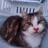 Picture of cat found at Ville