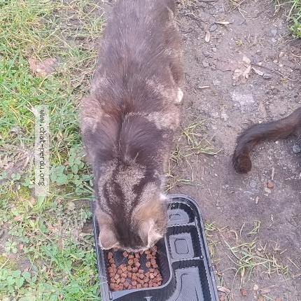 Photo 2/2 Found cat Found in Ville