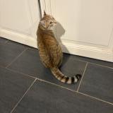 Picture of cat lost at Crevant Laveine