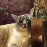 Picture of cat lost at Roncq