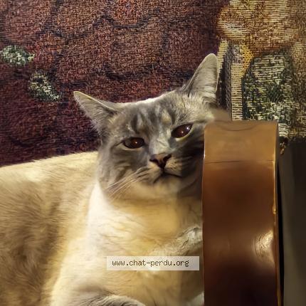 Photo 1/1 Sweety Chat lost in Roncq