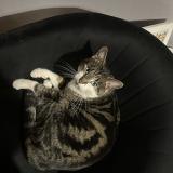 Picture of cat lost at Mouroux