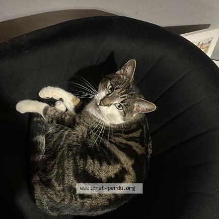 Photo 1/1 Tigrou Chat lost in Mouroux