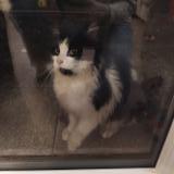 Picture of cat found at Rennes