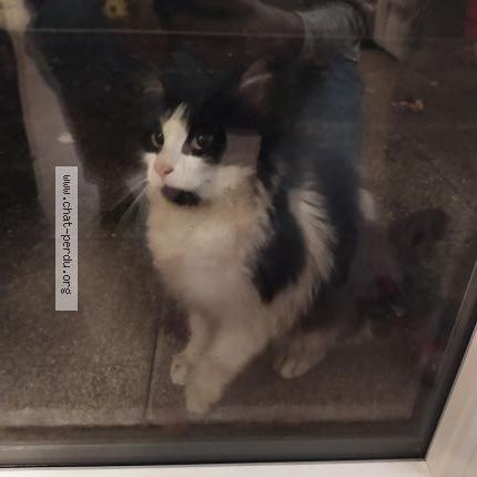 Photo 1/1 Found cat Found in Rennes