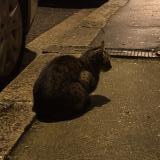 Picture of cat found at Bordeaux