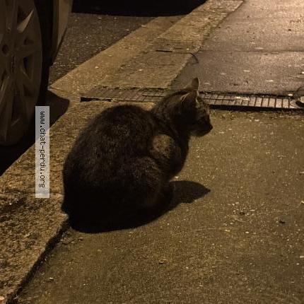 Photo 1/1 Found cat Found in Bordeaux