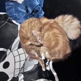 Picture of cat lost at Nice