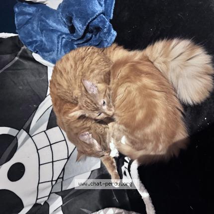 Photo 1/1 Aku Chat lost in Nice