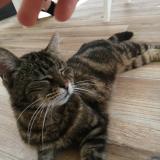 Picture of cat lost at Miniac Morvan