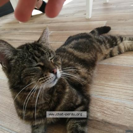 Photo 1/1 Fafou Chat lost in Miniac morvan