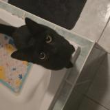 Picture of cat lost at Saulcy Sur Meurthe