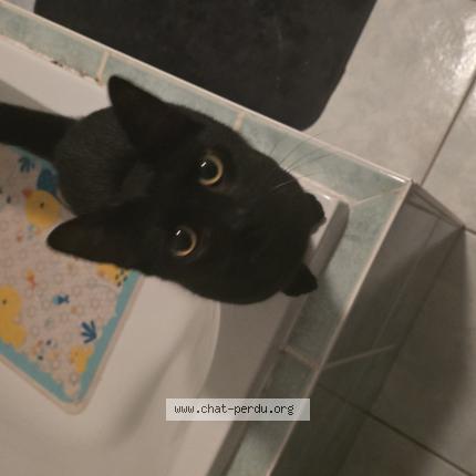 Photo 1/1 Yamato Chat lost in Saulcy sur meurthe