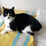 Picture of cat lost at Saint Colomban