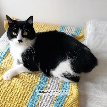 Photo 1/1 Cat reunited Lost in Saint colomban