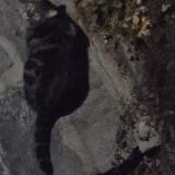 Picture of cat found at Brent