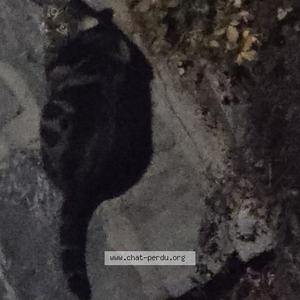 Photo 1/1 Found cat Found in Brent