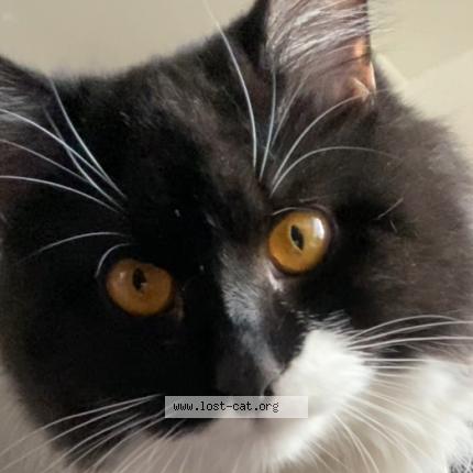 Photo 1/1 Kittykitty Meowmeow Chat lost in Indio