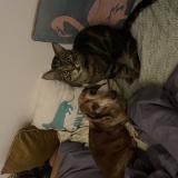 Picture of cat lost at Sunnyside