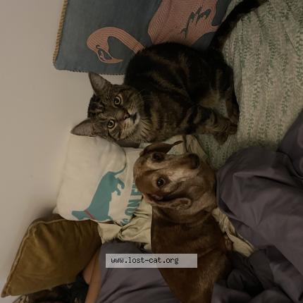 Photo 1/1 Max Yiyo Chat lost in Sunnyside