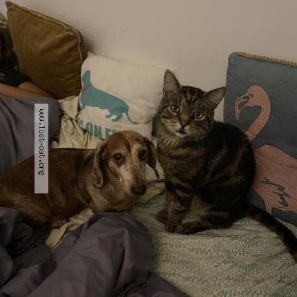 Photo 1/1 Max Yiyo Cat lost in Sunnyside