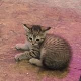 Picture of cat lost at Veguita