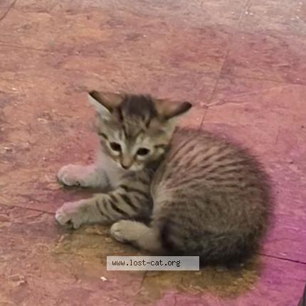 Photo 1/1 Sassy Chat lost in Veguita