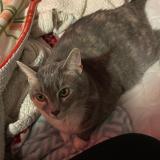 Picture of cat lost at Louisville