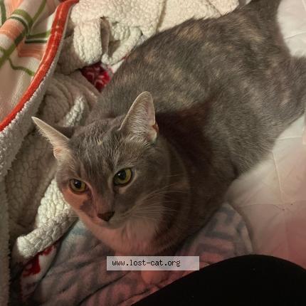 Photo 1/1 sally Chat lost in Louisville