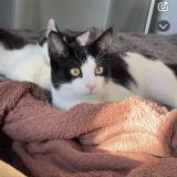 Picture of cat lost at Alba La Romaine