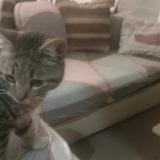 Picture of cat found at Prades Le Lez