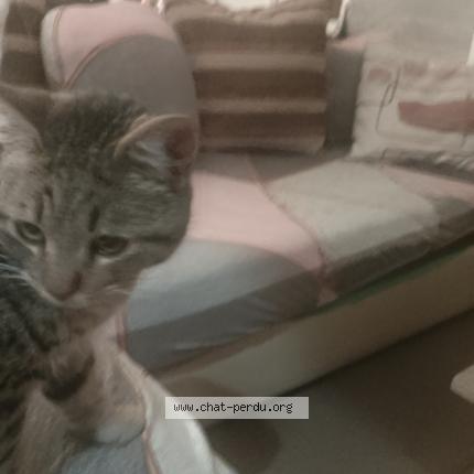 Photo 1/1 Found cat Found in Prades le lez