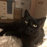 Picture of cat lost at Mouguerre