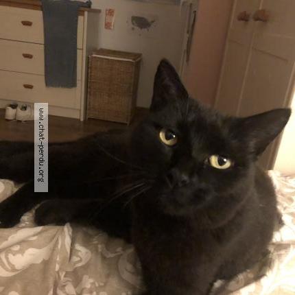 Photo 1/1 Dupeyré Chat lost in Mouguerre