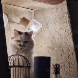 Picture of cat found at Longuesse