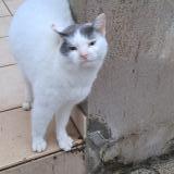 Picture of cat found at Ancone