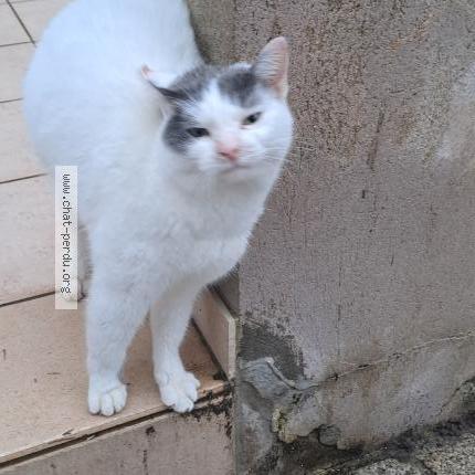 Photo 1/1 Found cat Found in Ancone