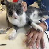 Picture of cat lost at Viarmes