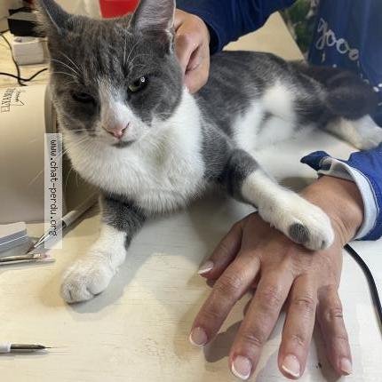 Photo 1/1 Harès Chat lost in Viarmes