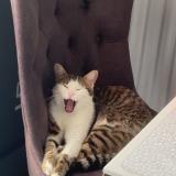 Picture of cat lost at Nandy