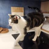 Picture of cat lost at Nantes