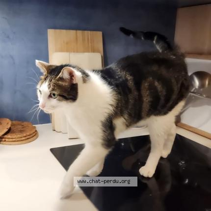 Photo 1/1 Diego Chat lost in Nantes