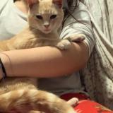 Picture of cat lost at Dallas