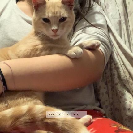 Photo 1/1 Timmy Chat lost in Dallas