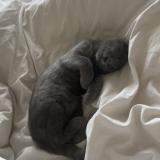 Picture of cat lost at Tours