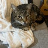 Picture of cat lost at Parentis En Born