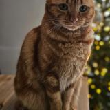 Picture of cat lost at Le Bouscat